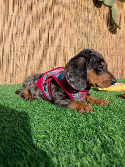 Cosmos , a male Miniature Dachshund for sale in Santa Ana, CA – 5 of 7