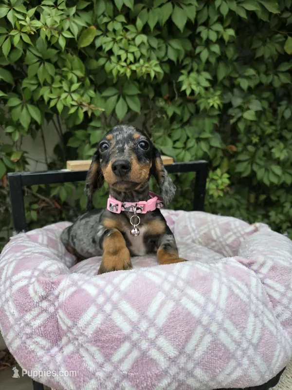 Sunshine – Miniature Dachshund puppy for sale in Vista, CA