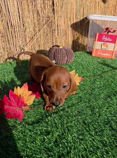 Asher, a male Miniature Dachshund for sale in Santa Ana, CA – 4 of 5