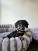 Lola, a female Miniature Dachshund for sale in Santa Ana, CA – 5 of 5