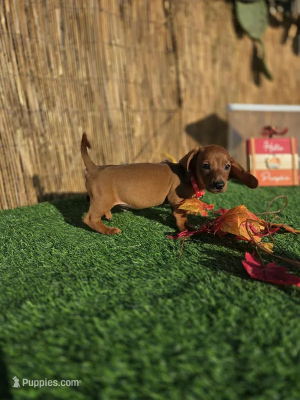 Asher – Miniature Dachshund puppy for sale in Santa Ana, CA