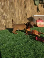 Asher, a male Miniature Dachshund for sale in Santa Ana, CA – 1 of 5