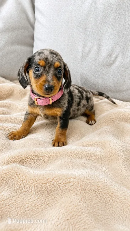 Cupcake – Miniature Dachshund puppy for sale in Santa Ana, CA