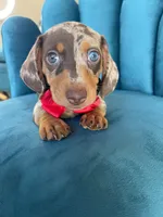 Resses, a male Miniature Dachshund for sale in Fountain Valley, CA – 1 of 2