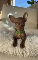 Resses, a male Chihuahua for sale in Fountain Valley, CA – 2 of 2