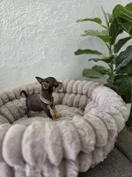 Paris, a female Chihuahua for sale in Fountain Valley, CA – 2 of 7