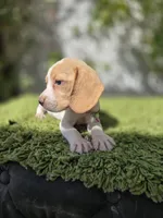 Honey, a female Beagle for sale in Santa Ana, CA – 2 of 8