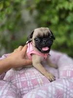 Kiara, a female Pug for sale in Santa Ana, CA – 1 of 4