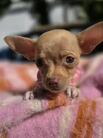 Paris, a female Chihuahua for sale in Santa Ana, CA – 4 of 8