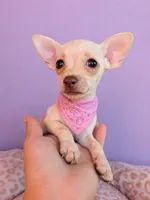 Coco , a female Chihuahua for sale in Santa Ana, CA – 2 of 2
