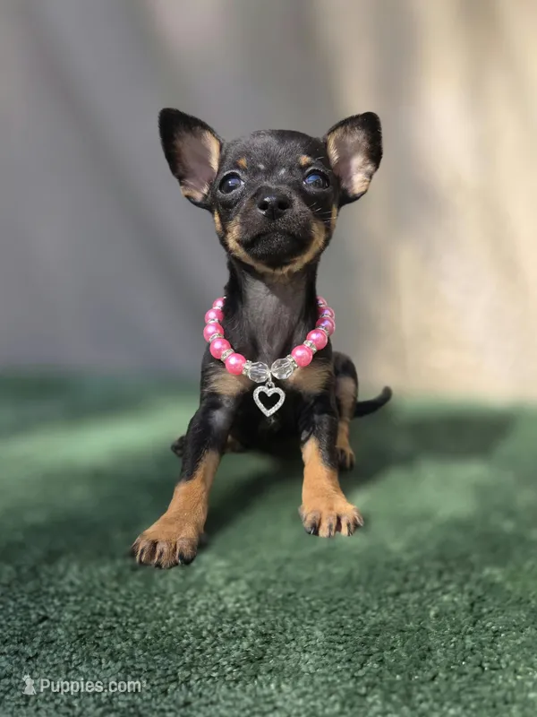 Lila, a female Chihuahua for sale in Vista, CA – 1 of 4