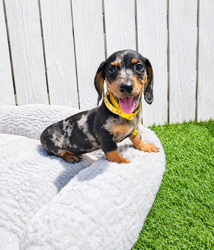 Oreo – Dachshund, Miniature Dachshund puppy for sale in Santa Ana, CA