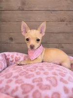 Honey, a female Chihuahua for sale in Fountain Valley, CA – 1 of 1