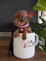 Nutella  Tea cup chihuahua, a female Chihuahua for sale in Fountain Valley, CA – 2 of 3