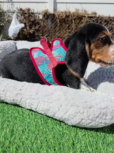 Thompson , a male Beagle for sale in Santa Ana, CA – 3 of 7