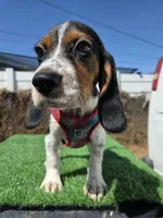 Thompson , a male Beagle for sale in Santa Ana, CA – 2 of 7