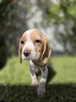 Honey, a female Beagle for sale in Santa Ana, CA – 4 of 8