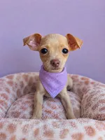 Honey, a female Chihuahua for sale in Santa Ana, CA – 2 of 2