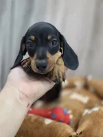 Blacky, a male Dachshund and Miniature Dachshund for sale in Santa Ana, CA – 2 of 4