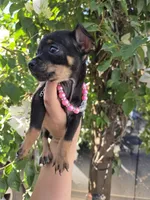 Lila, a female Chihuahua for sale in Vista, CA – 4 of 4