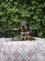 Sunshine, a female Miniature Dachshund for sale in Vista, CA – 4 of 9
