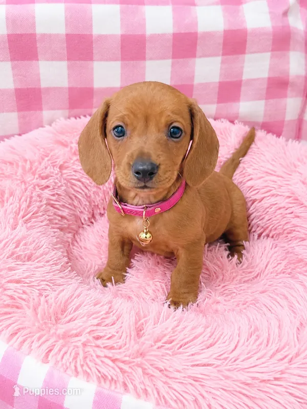 Cinammon – Miniature Dachshund puppy for sale in Santa Ana, CA