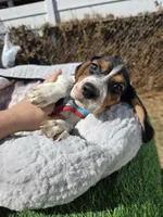 Thompson , a male Beagle for sale in Santa Ana, CA – 5 of 7