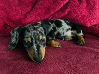Oreo, a male Miniature Dachshund for sale in Santa Ana, CA – 6 of 6