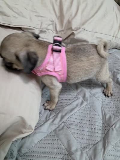 Kiara, a female Pug for sale in Santa Ana, CA – 4 of 4