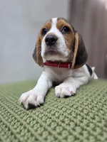 Thor, a male Beagle for sale in Santa Ana, CA – 2 of 4