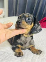 Blue , a male Miniature Dachshund for sale in Santa Ana, CA – 4 of 5