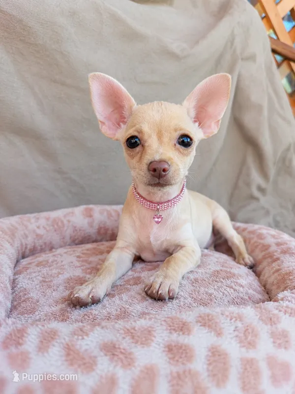 Coco  – Chihuahua puppy for sale in Santa Ana, CA