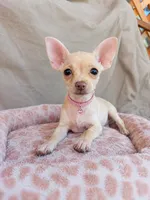 Coco , a female Chihuahua for sale in Santa Ana, CA – 1 of 2