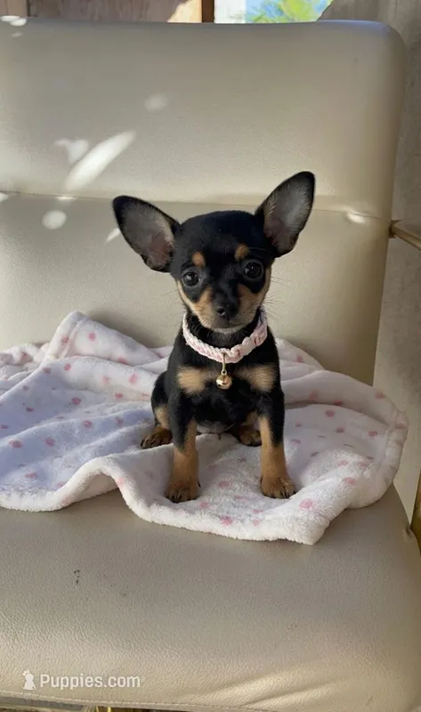 Cleo – Chihuahua puppy for sale in Fountain Valley, CA