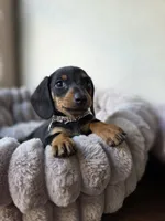 Lola, a female Miniature Dachshund for sale in Santa Ana, CA – 4 of 5