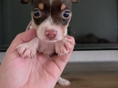 Tommy (toy chihuahua), a male Chihuahua for sale in Fountain Valley, CA – 5 of 5
