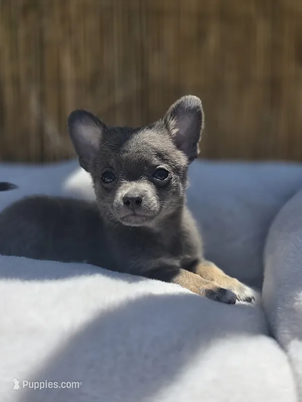Blue – Chihuahua puppy for sale in Fountain Valley, CA