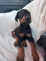 Maximus, a male Doberman Pinscher for sale in Santa Ana, CA – 2 of 2