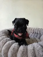 Chonky, a male Pug for sale in Santa Ana, CA – 4 of 5