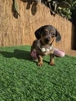 Pixie , a female Miniature Dachshund for sale in Santa Ana, CA – 8 of 8