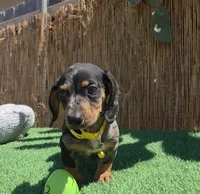 Oreo, a male Dachshund and Miniature Dachshund for sale in Santa Ana, CA – 3 of 7