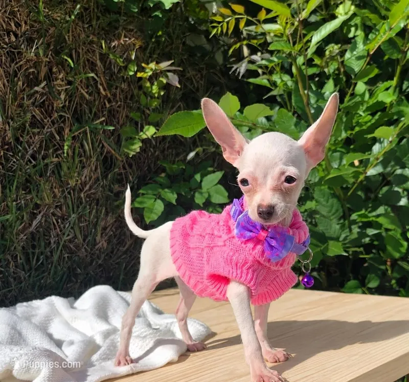 Sunshine deerhead2pouds  – Chihuahua puppy for sale in Garden Grove, CA