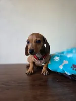 Leo, a male Dachshund for sale in Santa Ana, CA – 3 of 5