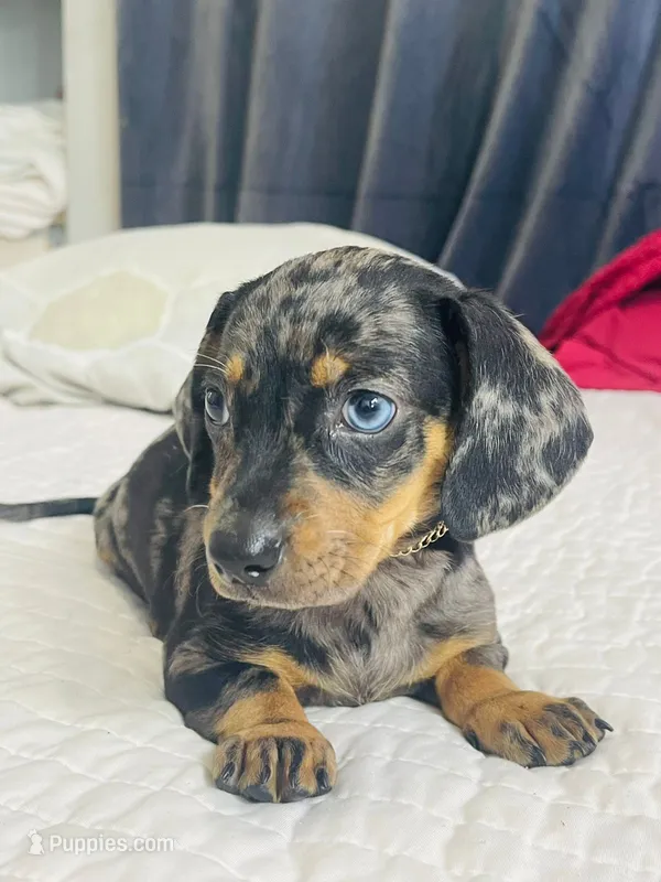 Blue  – Miniature Dachshund puppy for sale in Santa Ana, CA