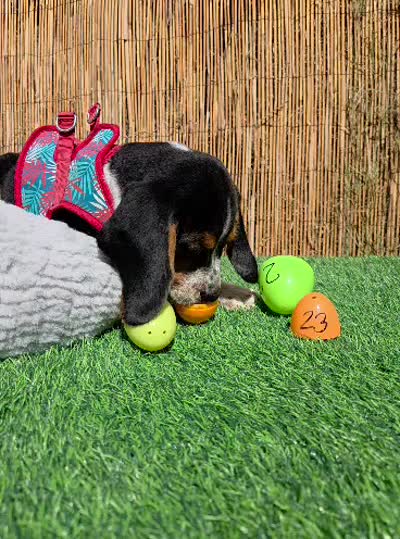 Thompson , a male Beagle for sale in Santa Ana, CA – 7 of 7