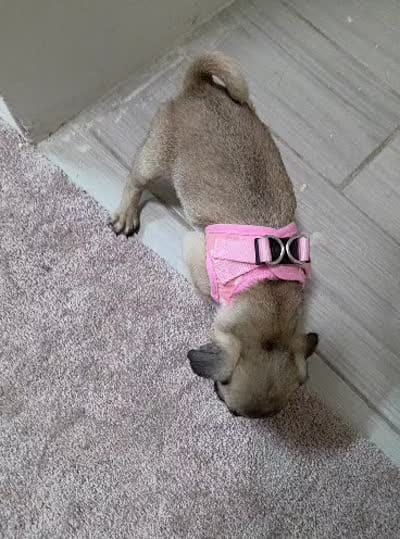 Kiara, a female Pug for sale in Santa Ana, CA – 2 of 4