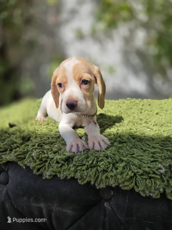 Honey – Beagle puppy for sale in Santa Ana, CA