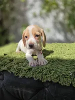 Honey, a female Beagle for sale in Santa Ana, CA – 1 of 8