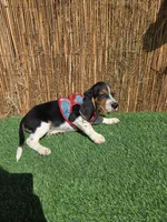 Thompson , a male Beagle for sale in Santa Ana, CA – 6 of 7