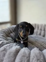Lola, a female Miniature Dachshund for sale in Santa Ana, CA – 3 of 5